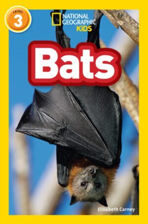 Bats : Level 3
